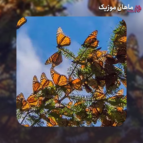 دانلود آهنگ کوروش دشت پروانه ها